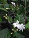 Jasminum sambac