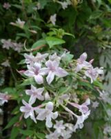 Jasminum stephanense