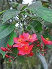 Jatropha integerrima