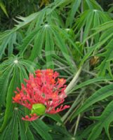 Jatropha multifida