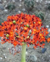 Jatropha podagrica