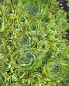 Sempervivum globiferum