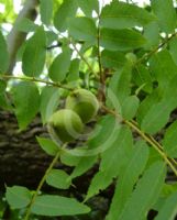 Juglans nigra