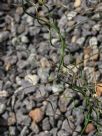 Juncus effusus Spiralis