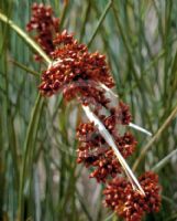 Juncus usitatus