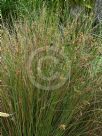 Juncus usitatus