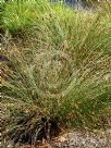 Juncus usitatus