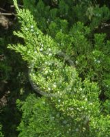 Juniperus chinensis Kaizuka