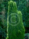 Juniperus chinensis Spartan