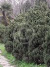 Juniperus chinensis Variegata