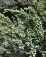 Juniperus squamata Meyeri