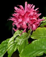 Justicia carnea