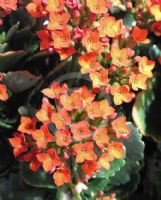 Kalanchoe blossfeldiana