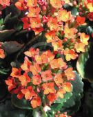 Kalanchoe blossfeldiana