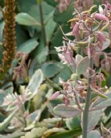 Bryophyllum fedtschenkoi Variegata