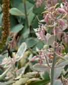 Bryophyllum fedtschenkoi Variegata