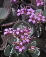 Kalanchoe pumila