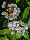 Kalmia latifolia