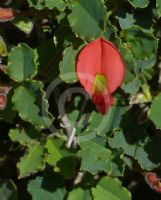 Kennedia prostrata