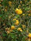 Kerria japonica Pleniflora