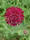 Knautia macedonica