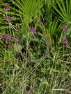 Knautia macedonica