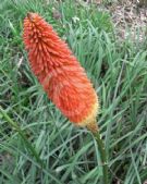 Kniphofia uvaria