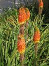 Kniphofia uvaria