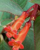 Kohleria eriantha