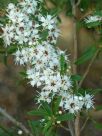 Kunzea ericoides