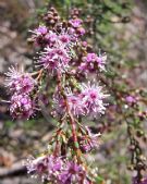 Kunzea parvifolia