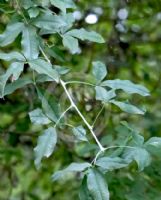 Laburnocytisus Adamii