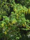 Laburnum watereri