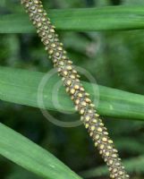 Laccospadix australasica