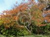 Lagerstroemia indica