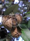 Lagunaria patersonia