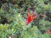 Lambertia inermis