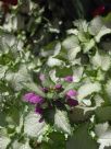 Lamium maculatum Orchid Frost