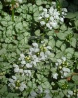 Lamium maculatum White Nancy