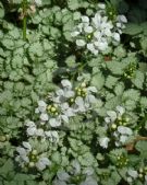 Lamium maculatum White Nancy