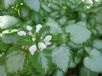 Lamium maculatum White Nancy