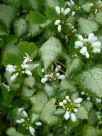 Lamium maculatum White Nancy