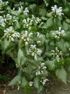 Lamium maculatum White Nancy