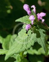 Lamium maculatum