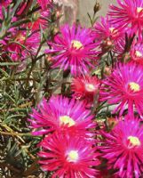 Lampranthus spectabilis