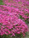 Lampranthus spectabilis