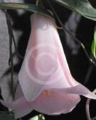 Lapageria rosea