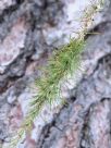 Larix sibirica