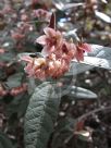 Lasiopetalum macrophyllum