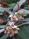 Lasiopetalum macrophyllum